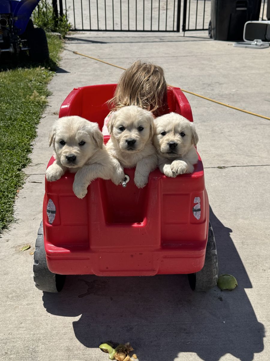 AKC Golden Retriever Puppies