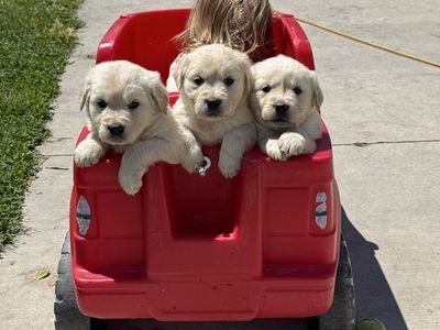 AKC Golden Retriever Puppies