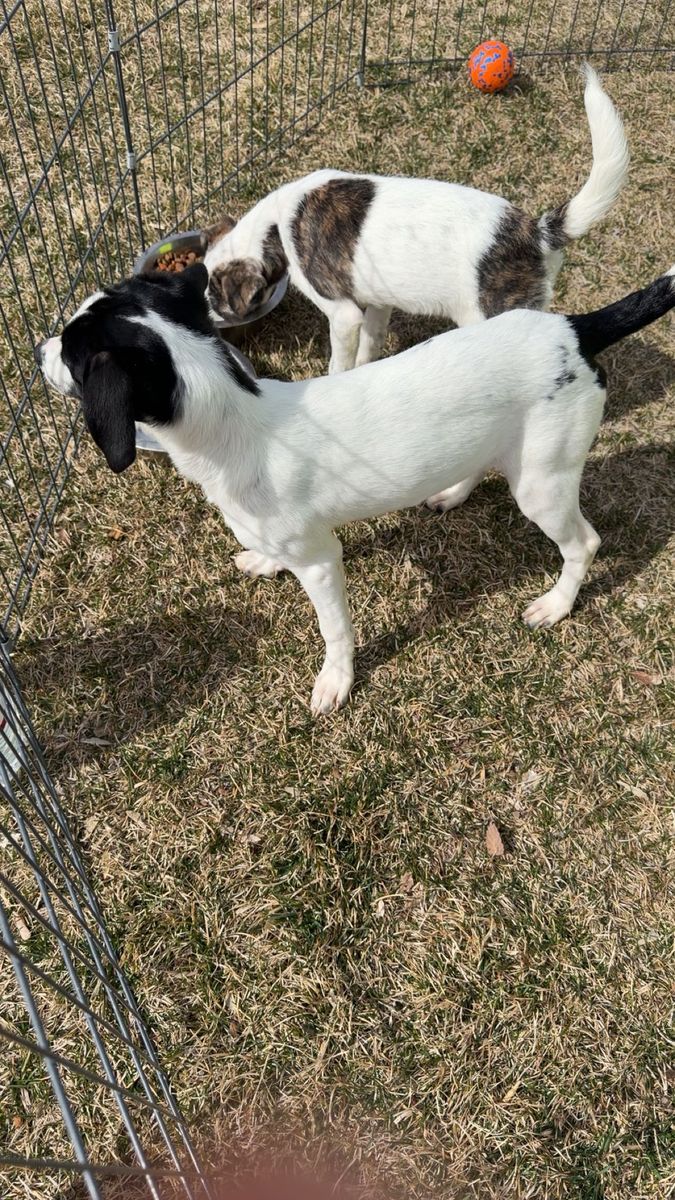 Puppies looking for a Loving home