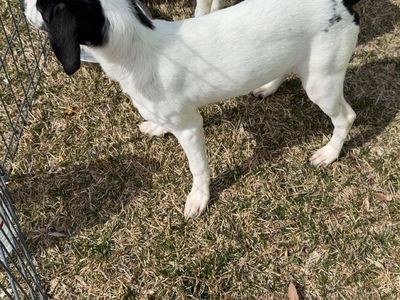 Puppies looking for a Loving home