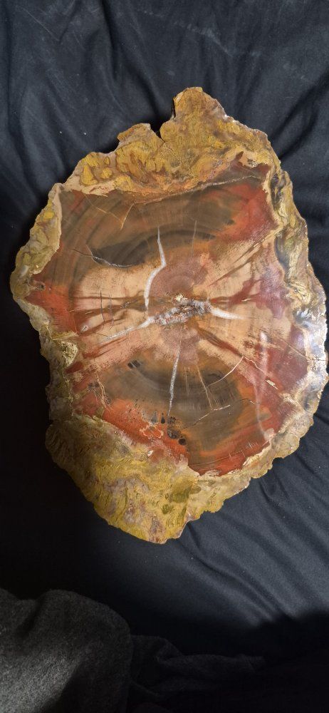 Large Polished Petrified Wood Slab Display Specimen - Natural Gemstone Fossil Decor