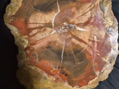 Large Polished Petrified Wood Slab Display Specimen - Natural Gemstone Fossil Decor