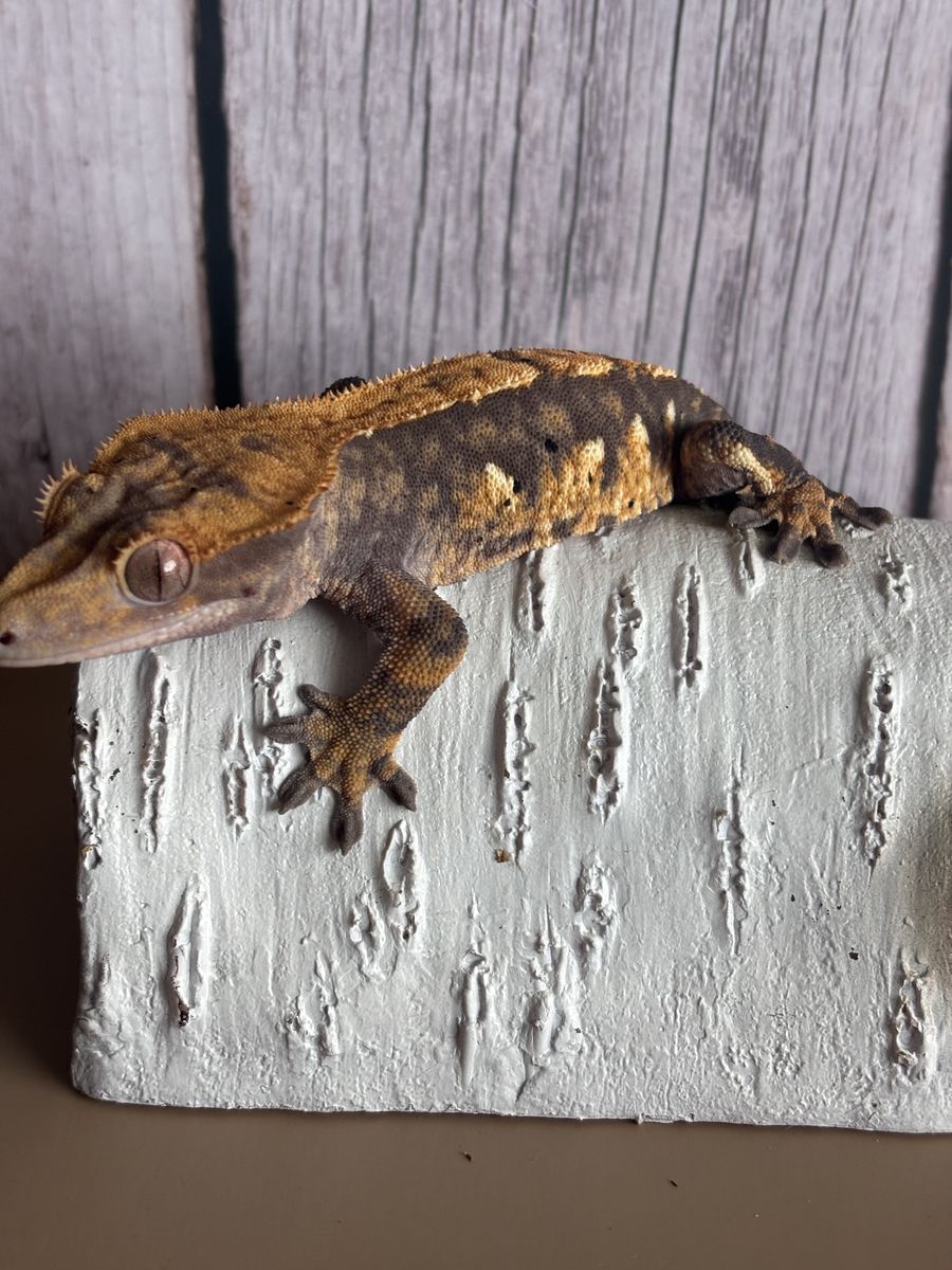 Tri-color Extreme Harlequin