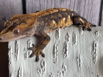 Tri-color Extreme Harlequin