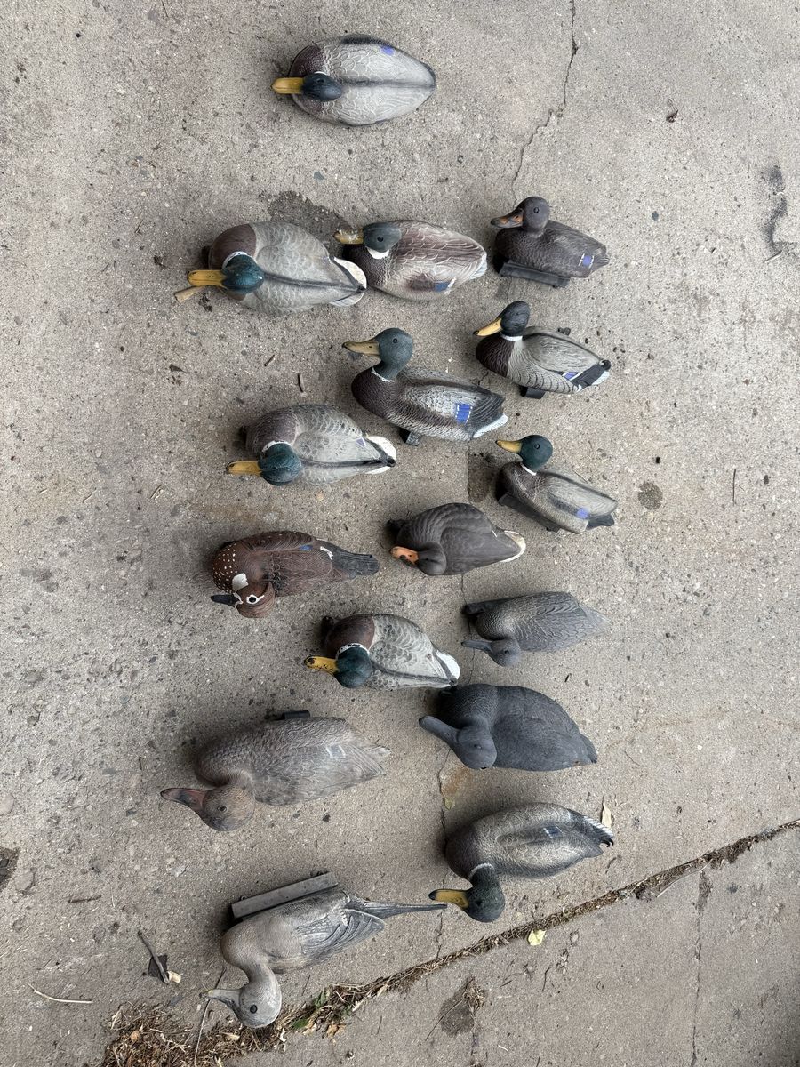 16 duck decoys