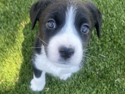 Hello my name is Ness