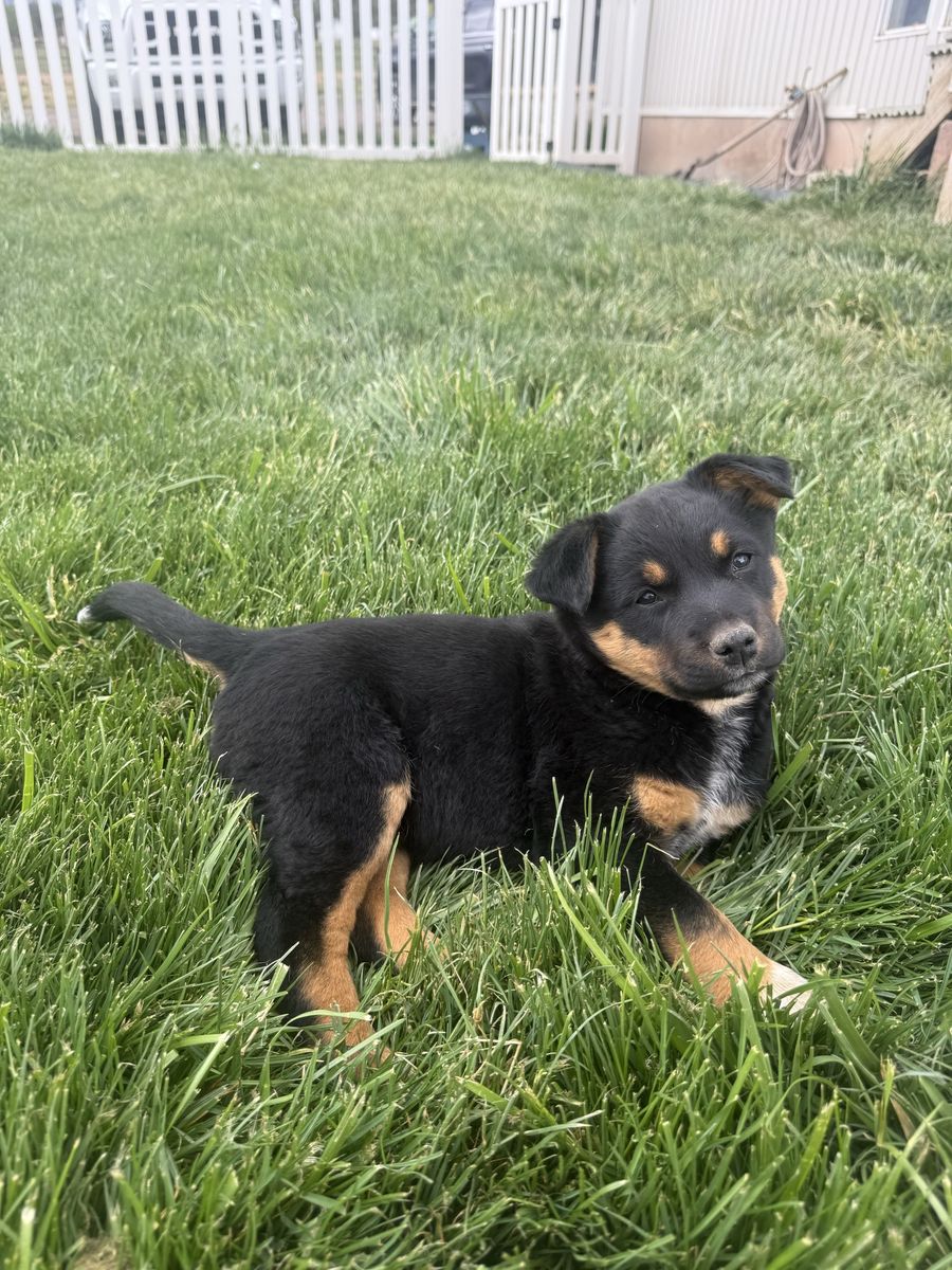 Mini Aussie Blue Heeler Mix (Texas Heeler)