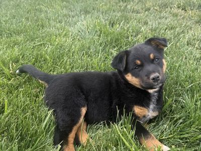 Mini Aussie Blue Heeler Mix (Texas Heeler)