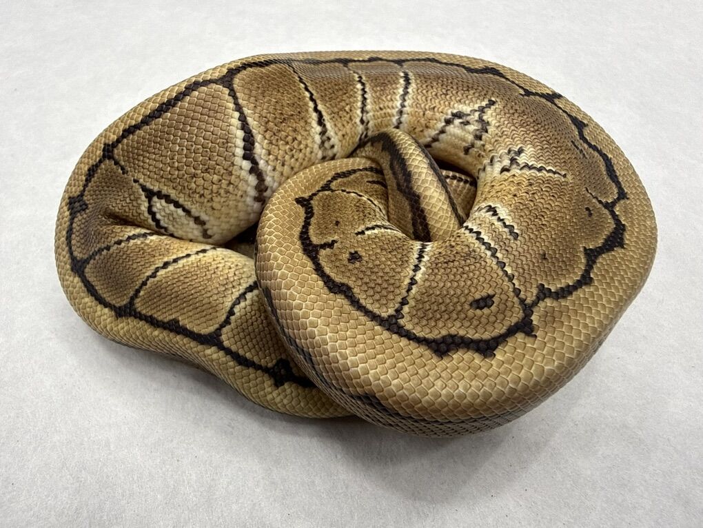 Pinstripe DH VPI Clown pos Het Hypo