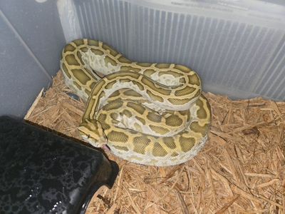 hypo Burmese python