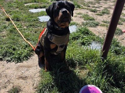 akc Rottweiler