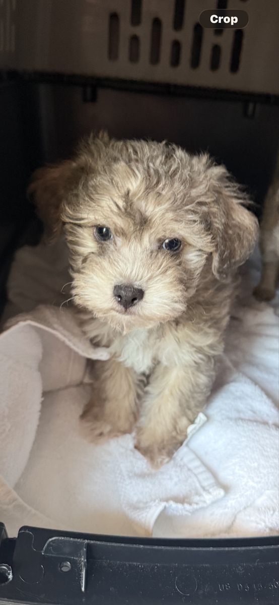 Adorable Hypoallergenic Yorkipoo for Sale - Ready for a Loving Home!