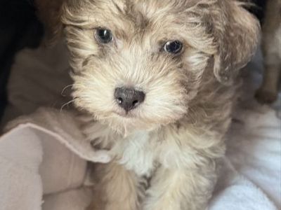 Adorable Hypoallergenic Yorkipoo for Sale - Ready for a Loving Home!