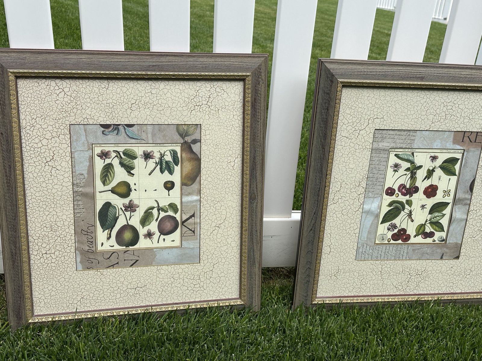 Set of 2 Framed & Matted Botanical Fruit Prints - Pears & Cherries - 20x20 Inches