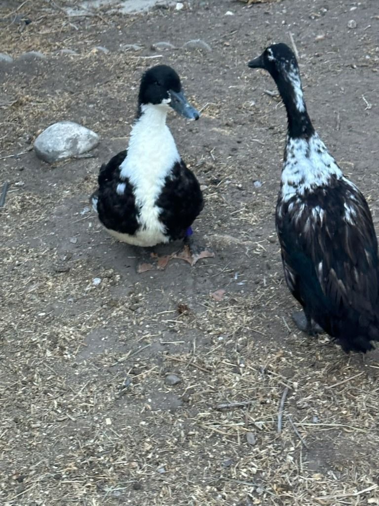 Lather and Sweetie the Duck Duo