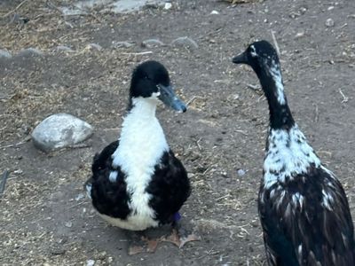 Lather and Sweetie the Duck Duo
