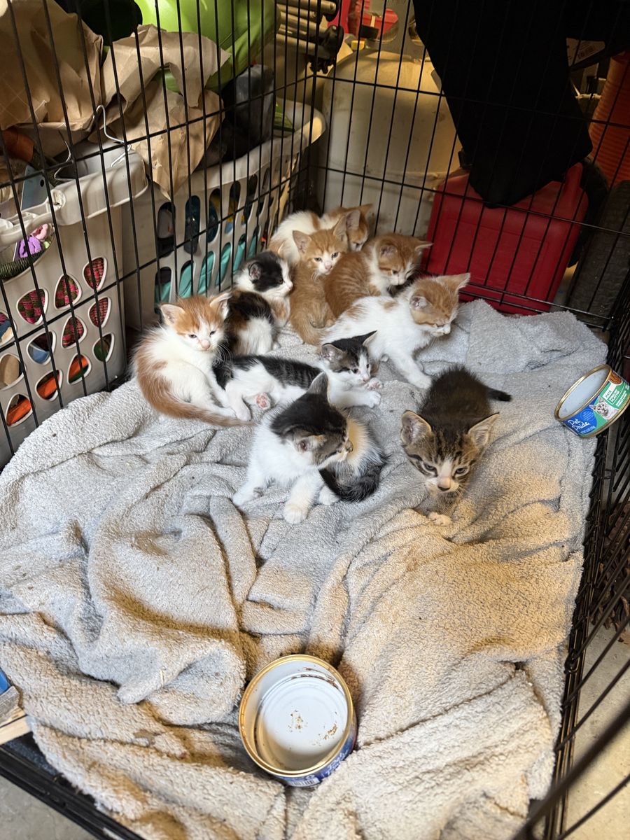 Adorable Kittens Looking for Forever Homes - Multiple Colors & Genders Available