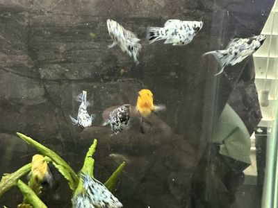 Platinum zebra Molly balloon