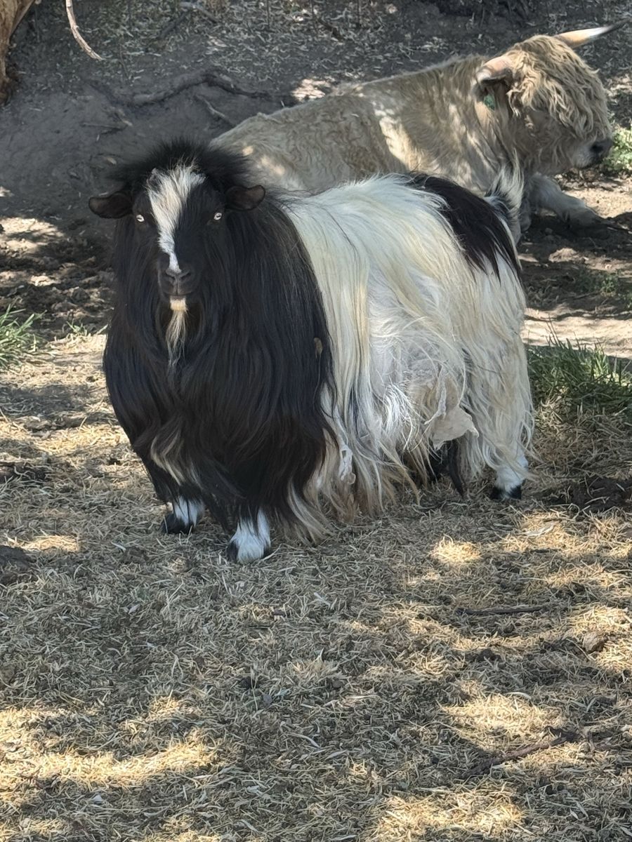 3 Intact mini silky fainting male goats - $100 for all