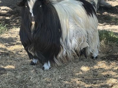 3 Intact mini silky fainting male goats - $100 for all
