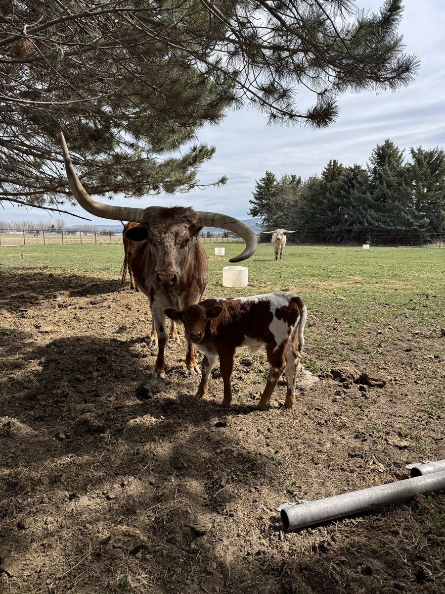 Texas Longhorns