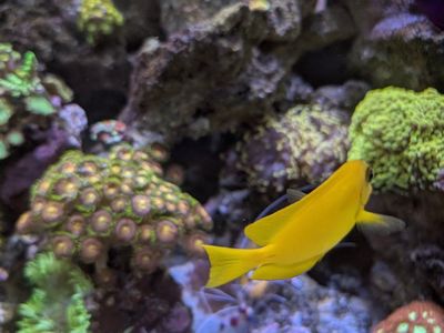 Orange shoulder tang Juvenile