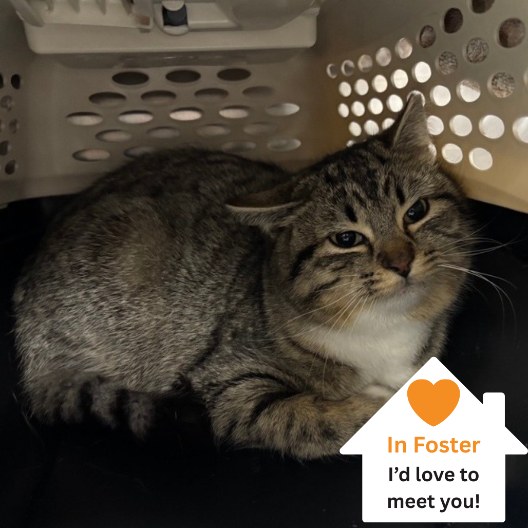 Hello my name is Cozy