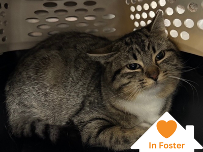 Hello my name is Cozy