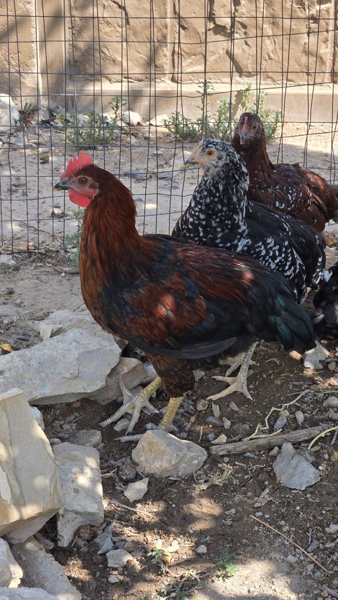 Rooster for free