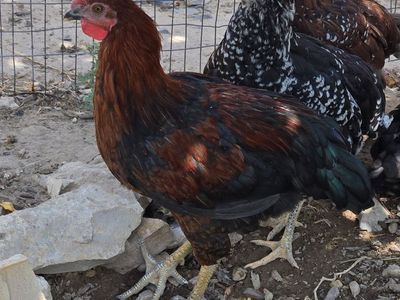 Rooster for free