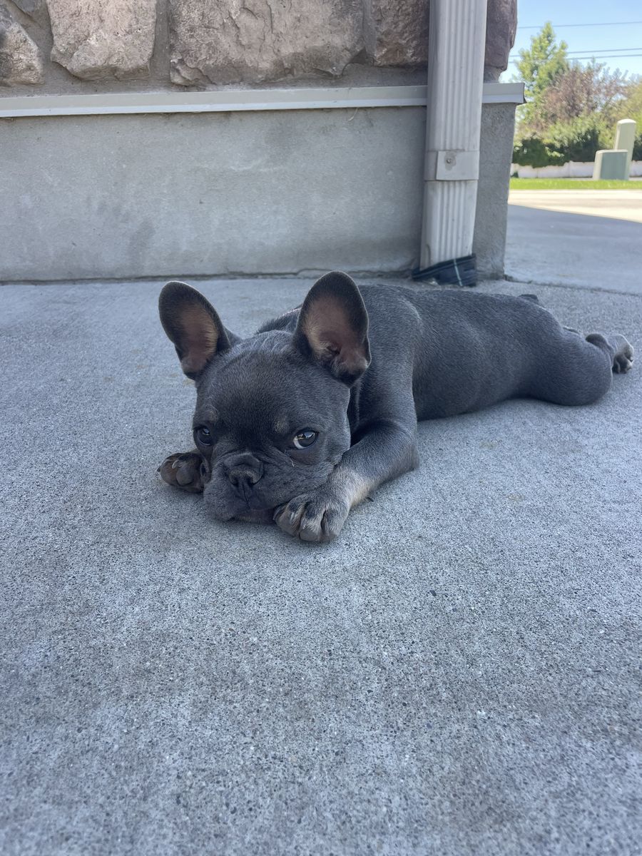 French Bulldog Puppy - Adorable Blue Fawn, playful and ready for a new home!