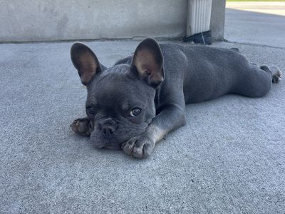 French Bulldog Puppy - Adorable Blue Fawn, playful and ready for a new home!