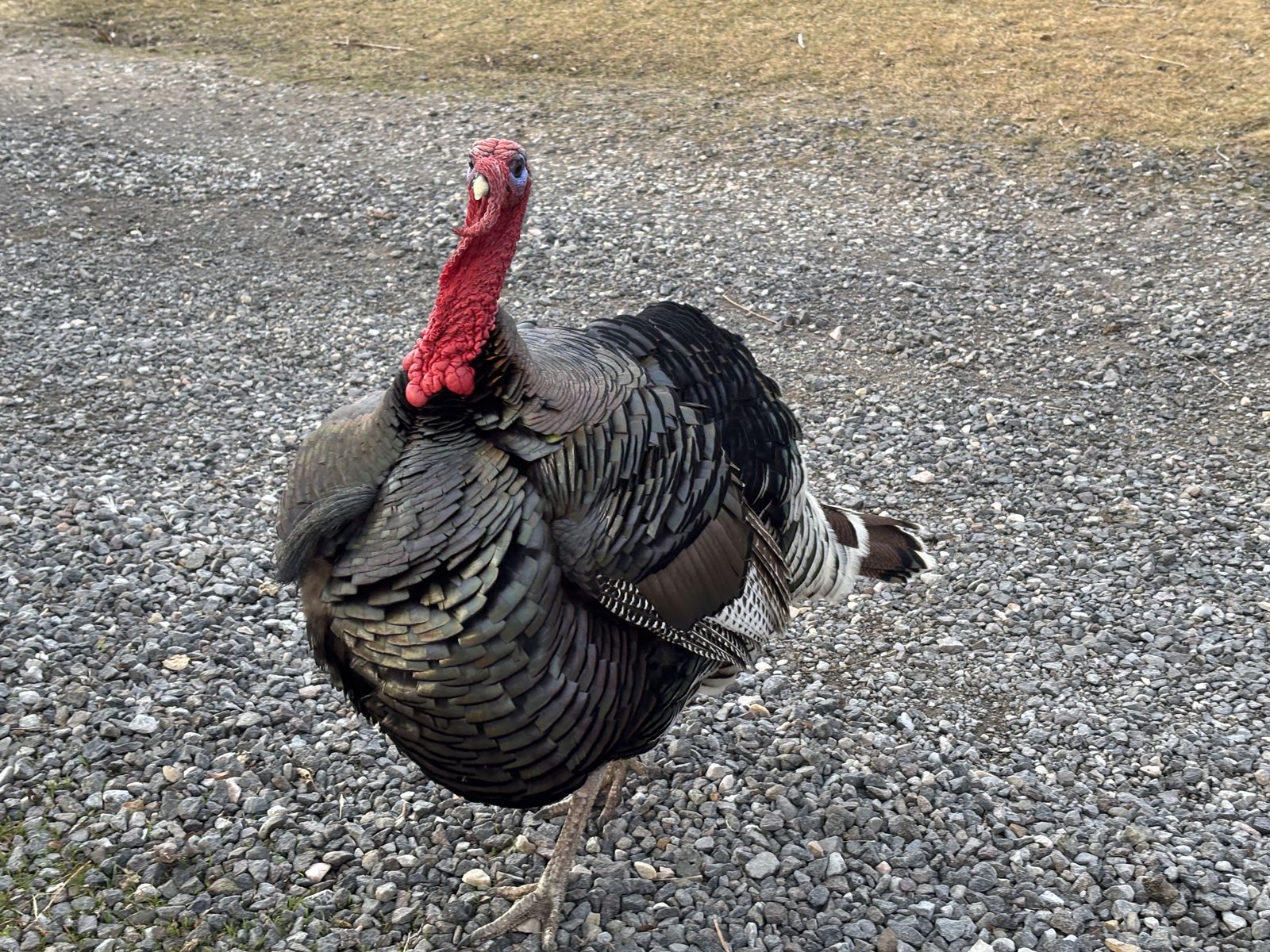 Premium Heritage Turkey Toms & Hens