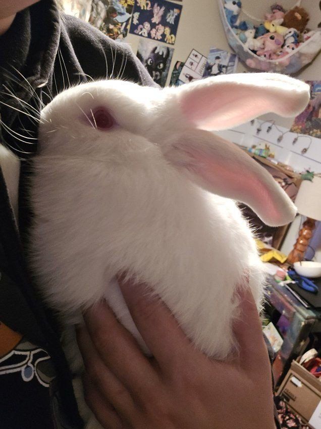 bunnies for sale
