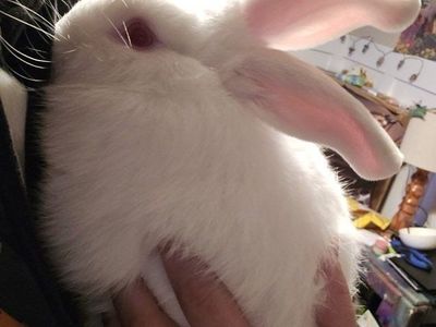 bunnies for sale