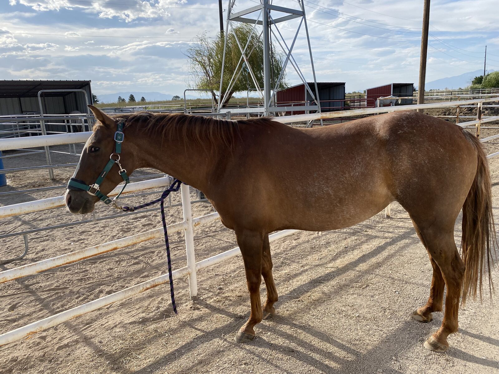 POA PONY MARE FOR SALE