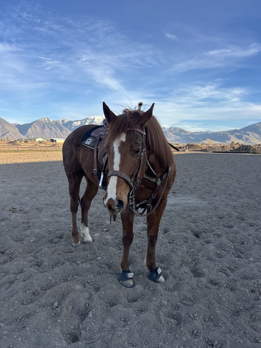9 Yearold Barrel Horse