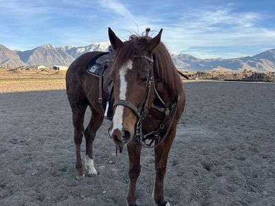9 Yearold Barrel Horse