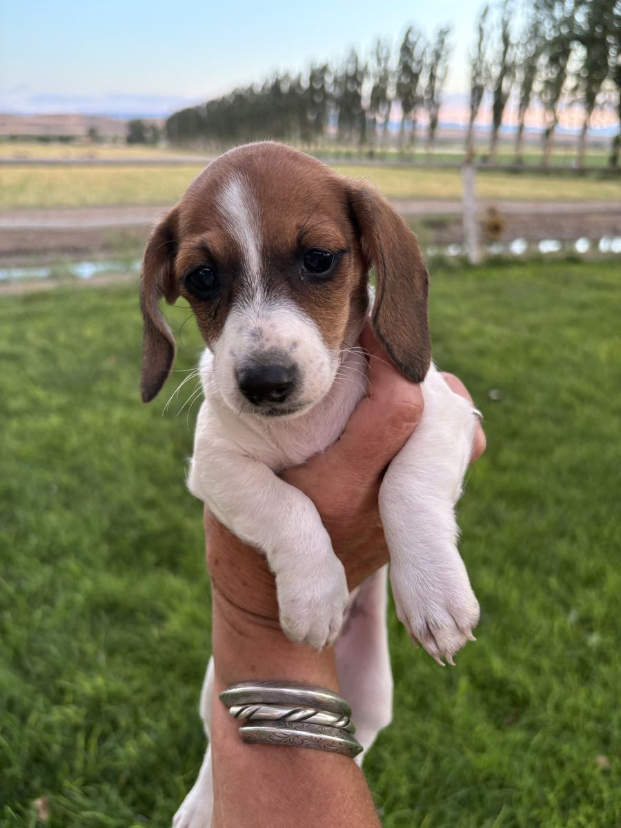 Mini Dachshund 