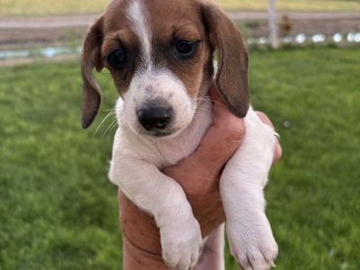 Mini Dachshund