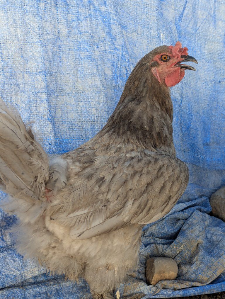 Adult Pullet Chicken - Grey, Laying Hen