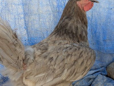 Adult Pullet Chicken - Grey, Laying Hen