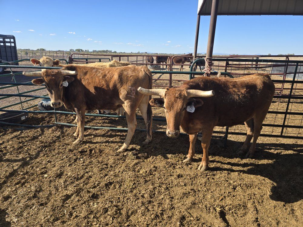Roping steers