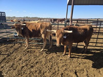 Roping steers