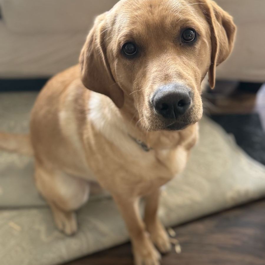 Sweet Yellow Labrador Retriever Named Cliff!!