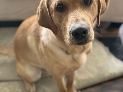 Sweet Yellow Labrador Retriever Named Cliff!!