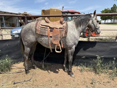 7 year old papered gelding