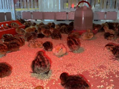 Coturnix quail