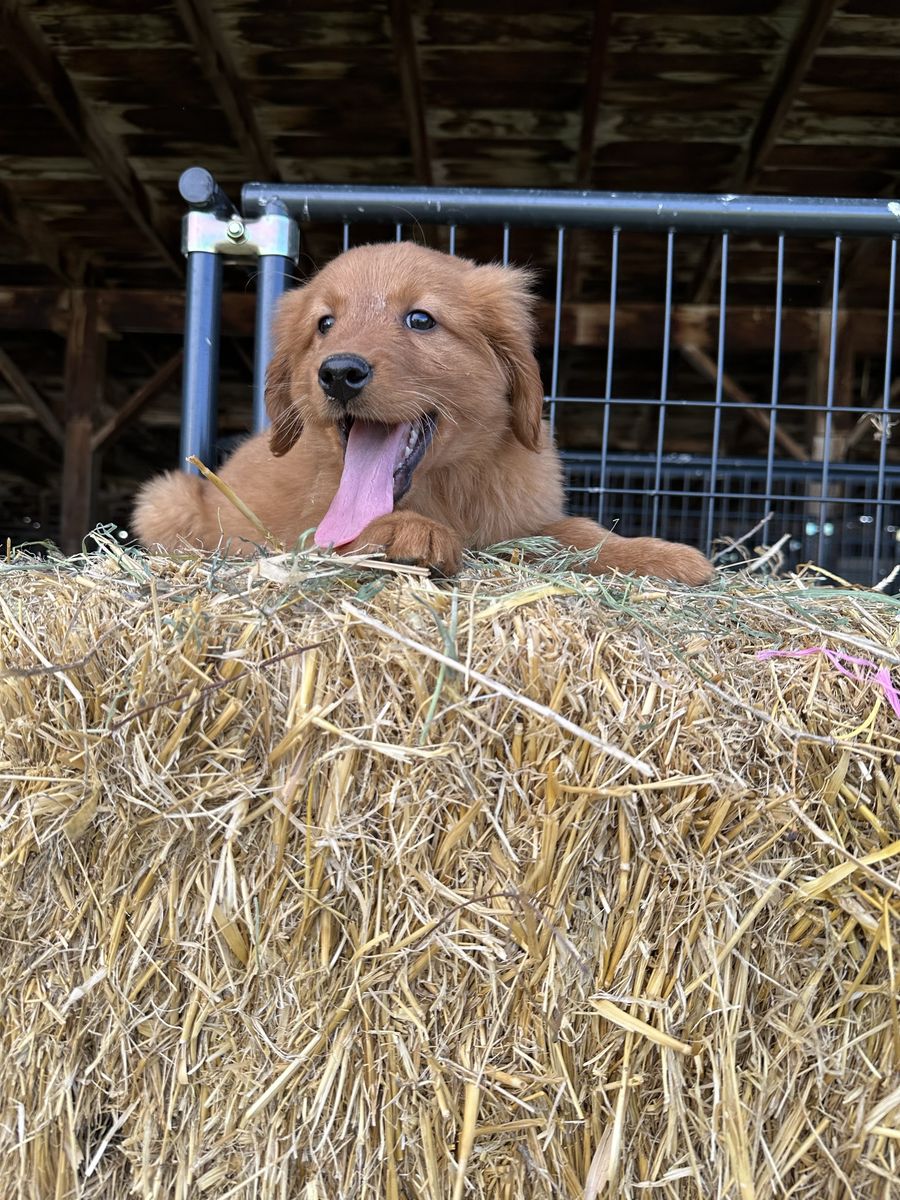 Red Golden Retriever Puppies