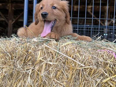 Red Golden Retriever Puppies